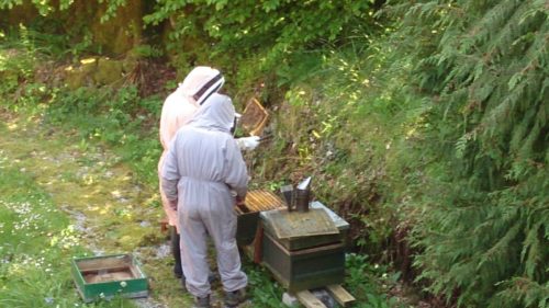 Beekeeping on Exmoor